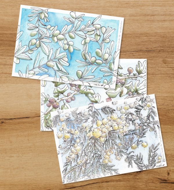 Cartes postale figuier mimosa et olivier